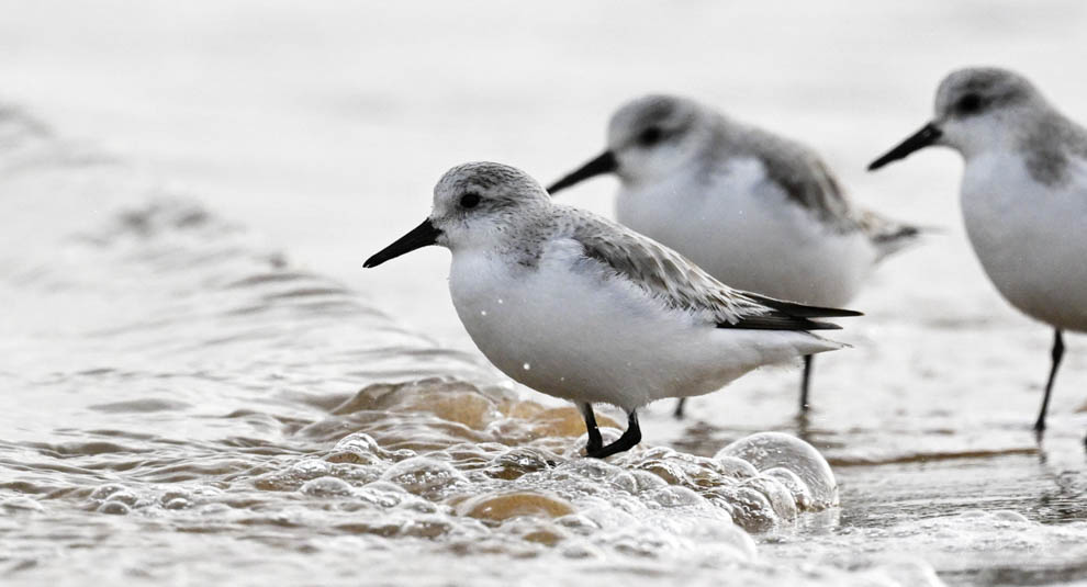 Bécasseau sanderling pendant un stage photo animalière