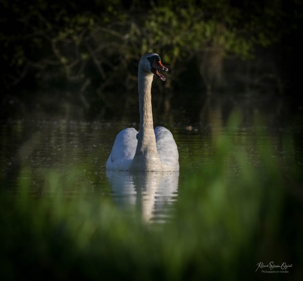 Stage photo Cygne tuberculé