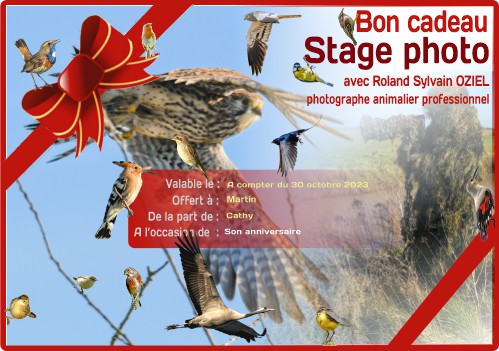 Carte cadeau de photographie animalière