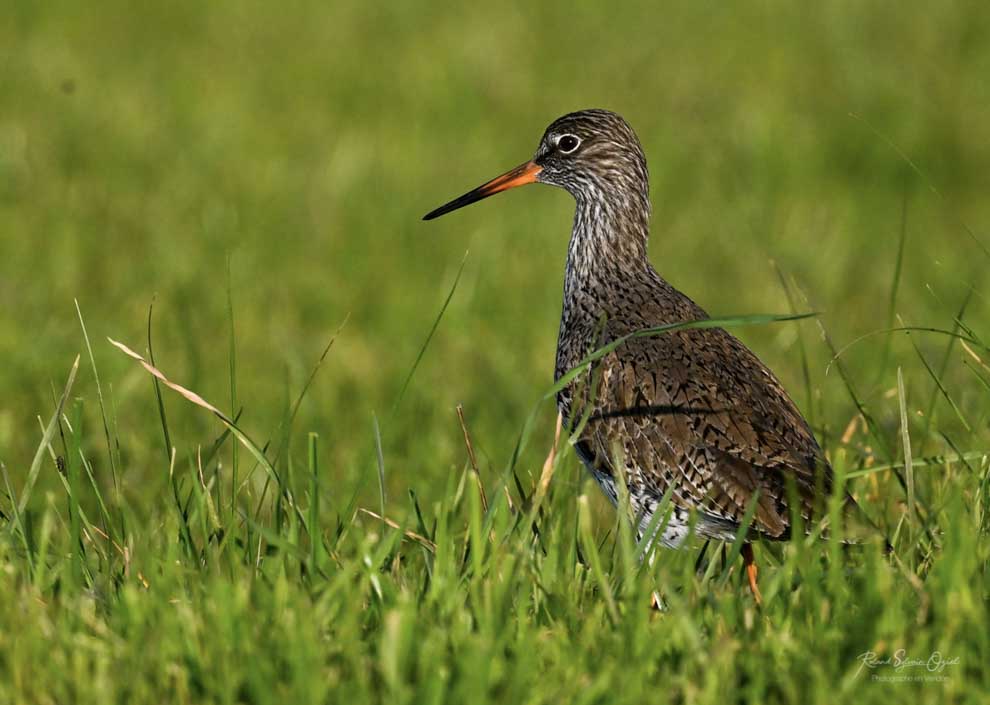 Apprendre à photographier les oiseaux et en particulier le Chevalier gambette