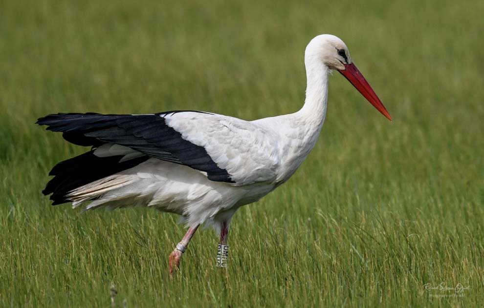 Stage photo Cigogne blanche