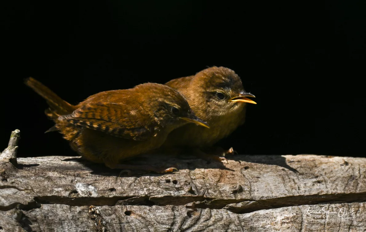 Stage photo animalière Troglodyte mignon