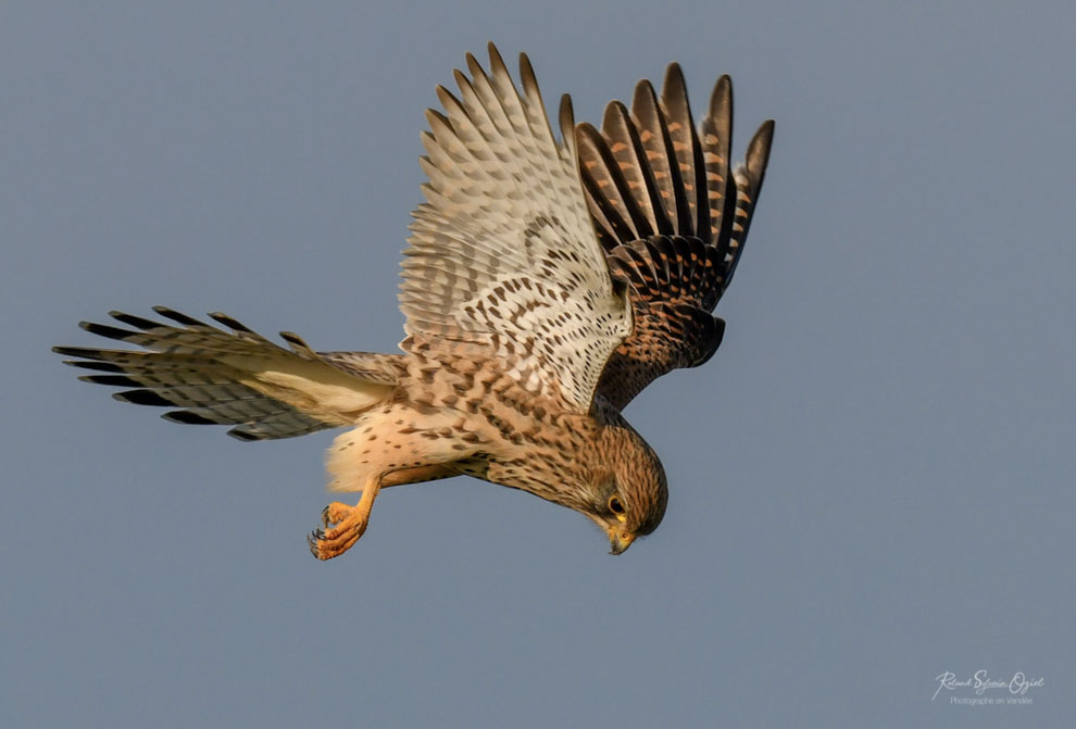 Stage photo animalière pour les rapaces comme le Faucon crécerelle