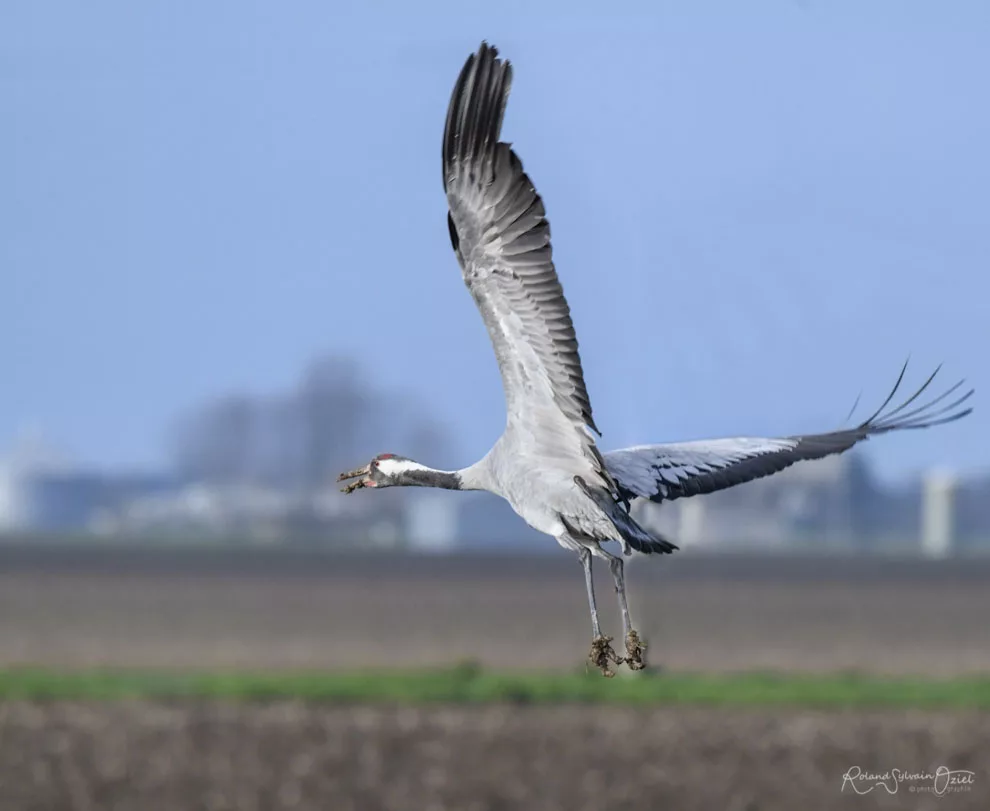 Grue cendrée en vol pendant le stage de photo animalière