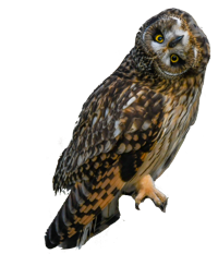 Carte cadeau de photographie animalière pour voir le hibou des marais