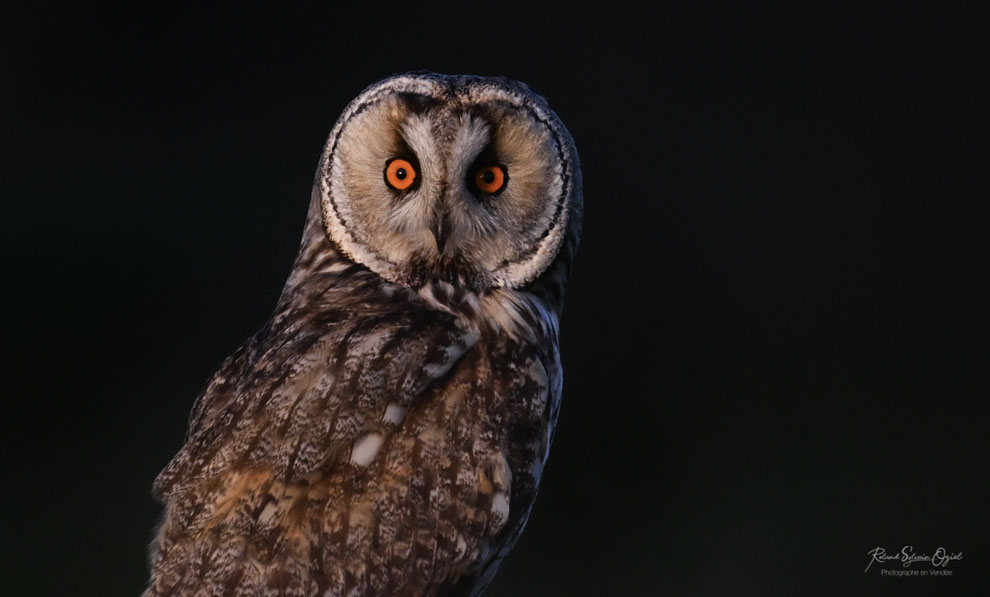 Stage photo Hibou moyen-duc