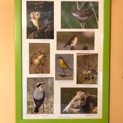 Oiseaux de Vendée