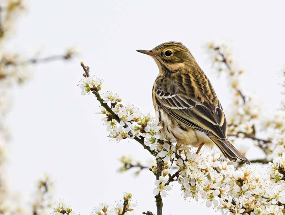 Stage photo pipit farlouse