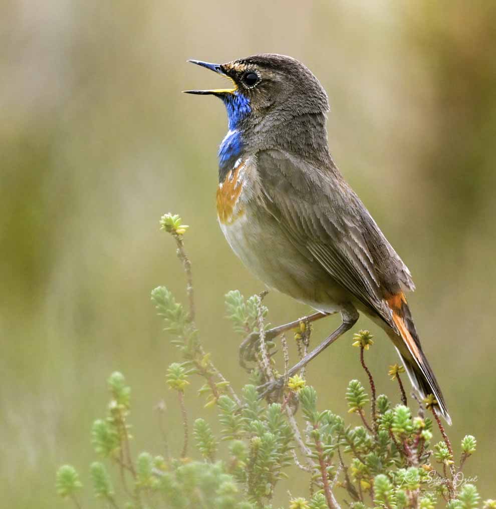 Photographie animalière consacrée à la Gorgebleue à miroir.