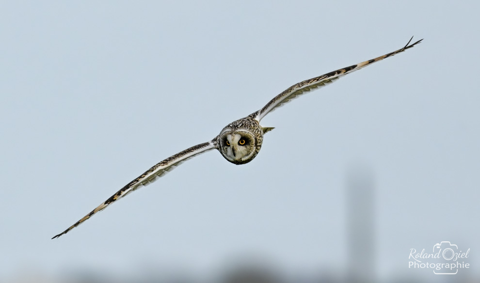 Hibou des marais en vol qui plonge vers moi