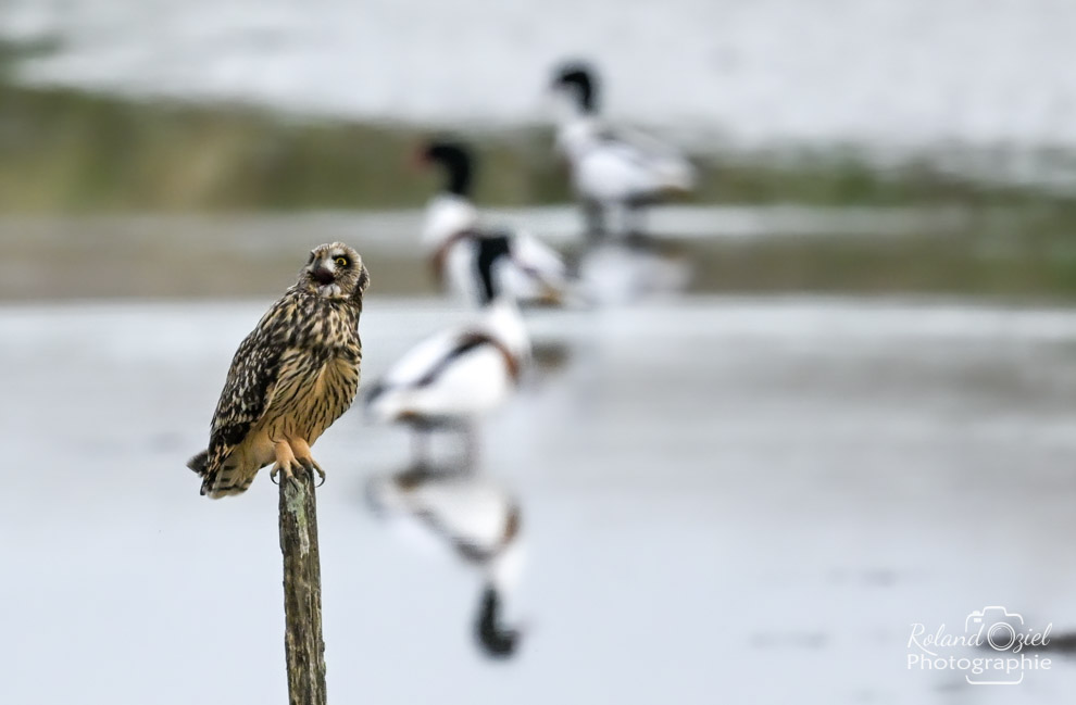 Hibou des marais au dessus d'une étendue d'eau avec Tadorne de belon en fond d'image, un beau sujet pour les futurs stages de photo animalière