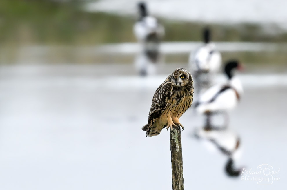 Photo du Hibou des marais sur fond de canard Tadorne de belon