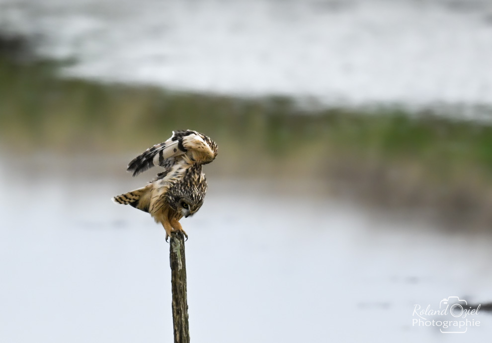 Séance de toilettage ou d'étirement pour le Hibou des marais