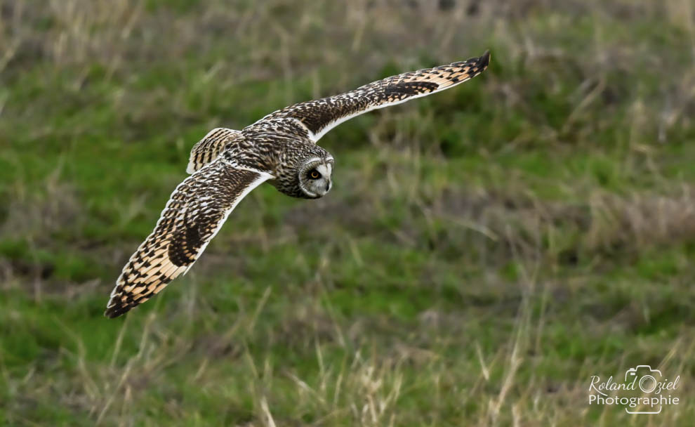 Hibou des marais en vol