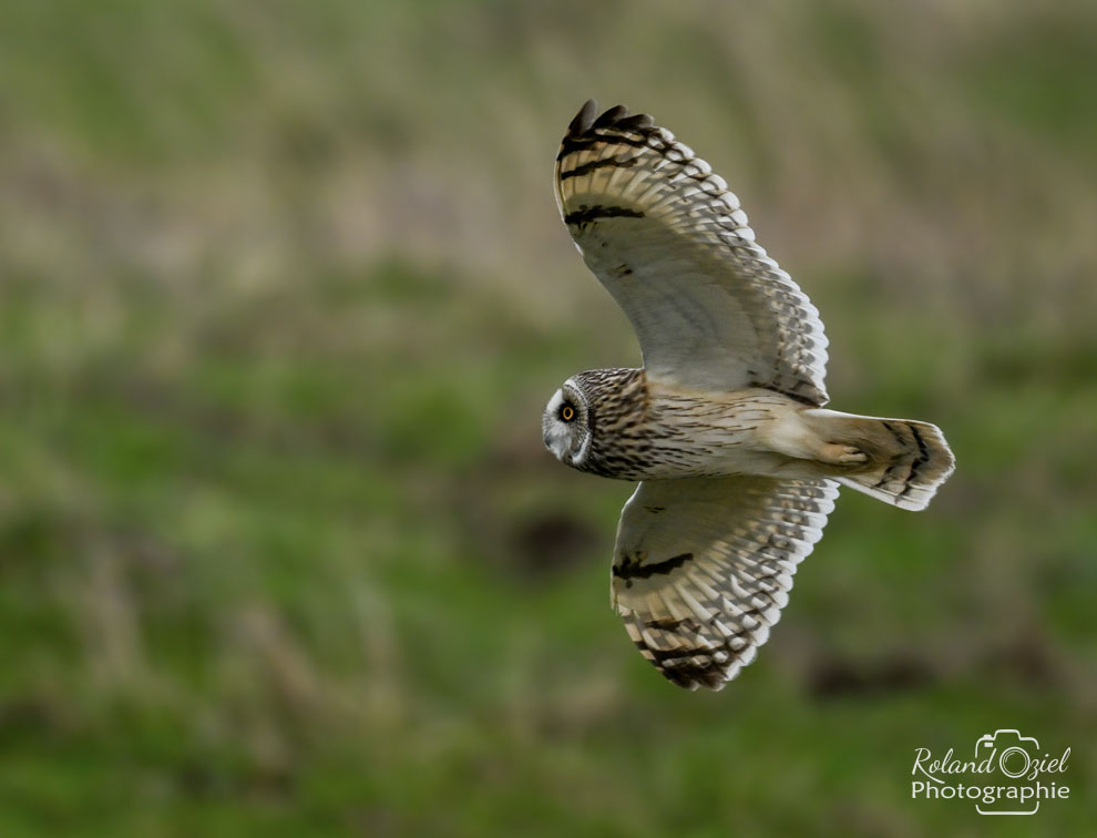 Photographie d'un Hibou des marais volant de profil.