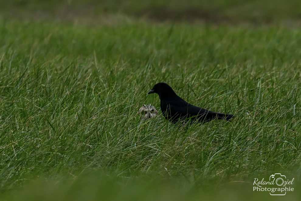 Hibou des marais à côté d'une Corneille