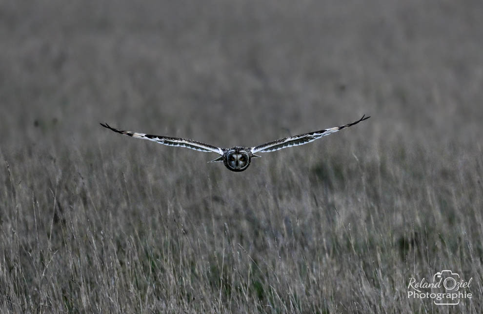 Stage de photo animalière autour du Hibou des marais