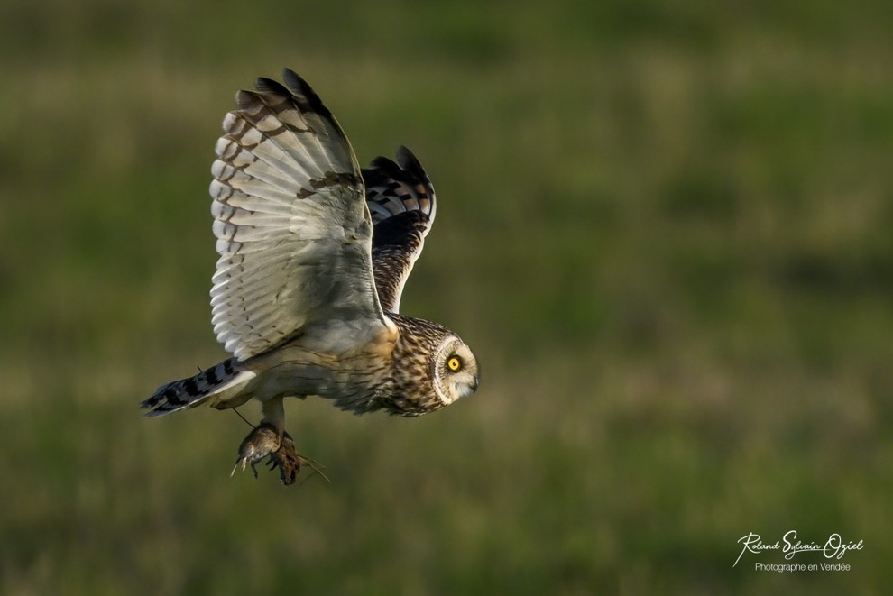 Stage photo animalière pour observer le hibou des marais