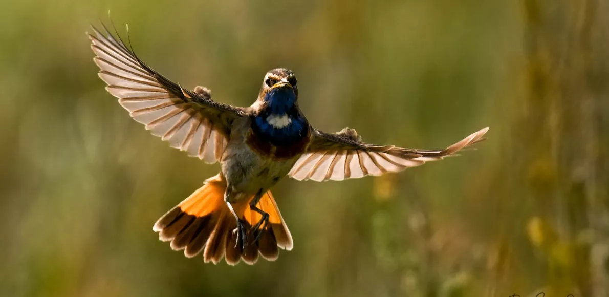 Stage photo animalière gorgebleue a miroir