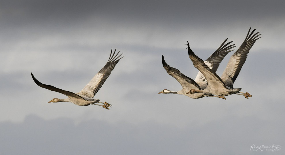 Stage photo animalière en Vendée autour de la Grue cendrée