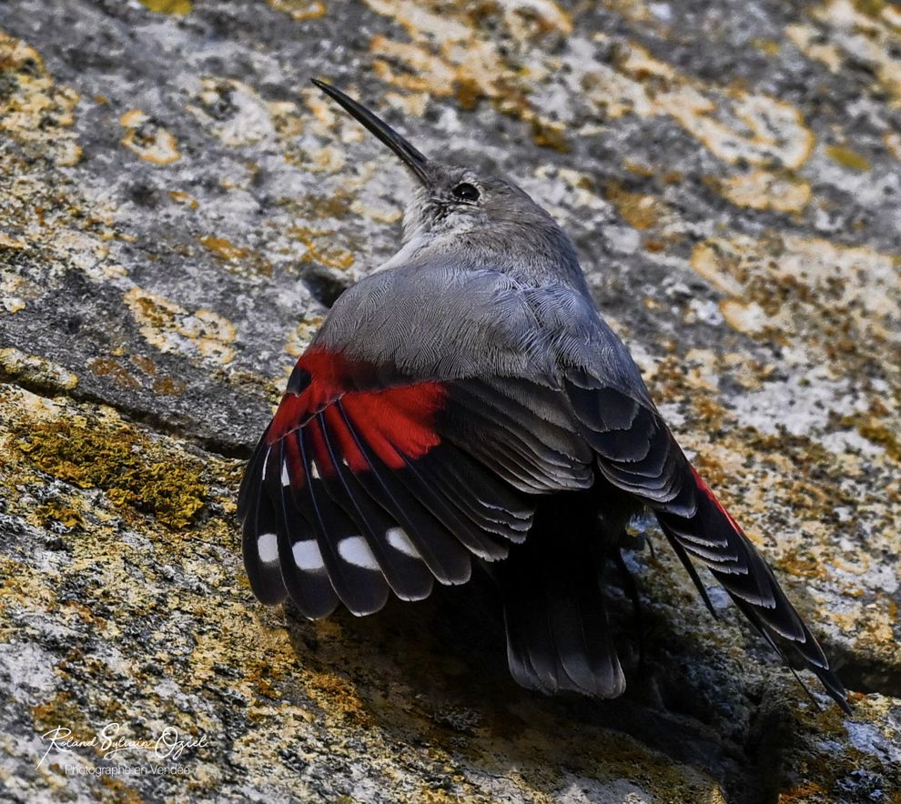 Technique de photographie animalière