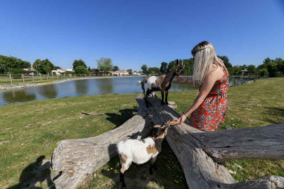 Photo des animaux du camping
