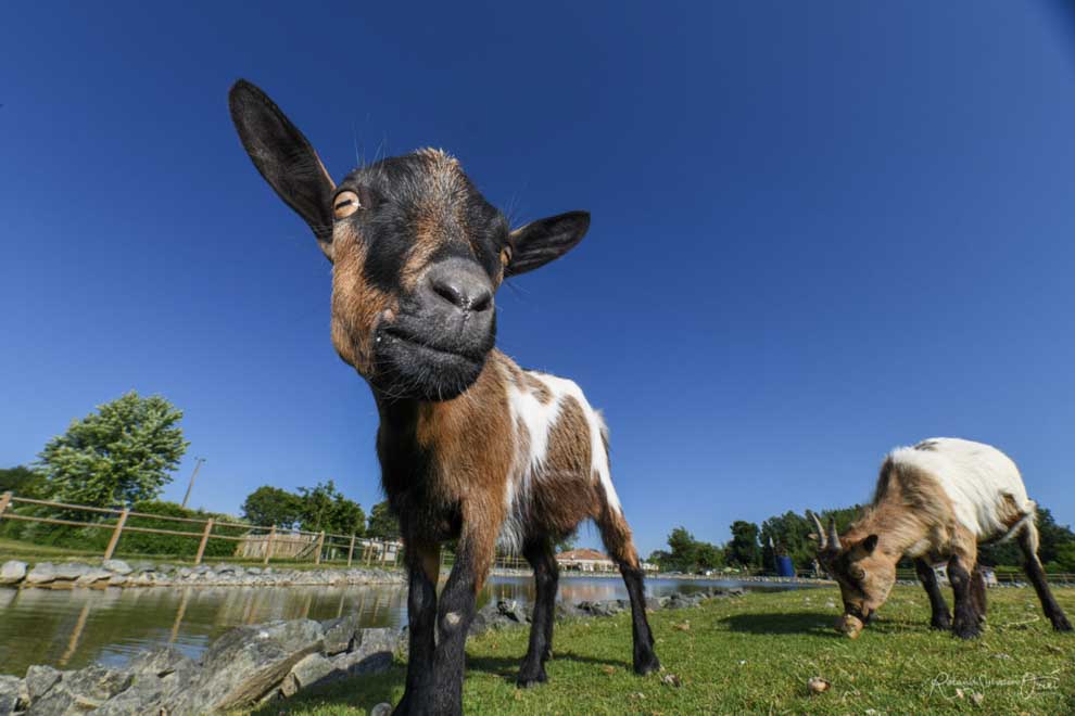 Photographie des animaux du camping