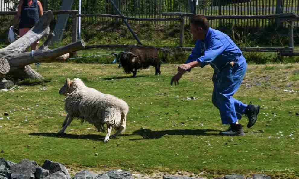 Photo du propriétaire du camping avec des animaux