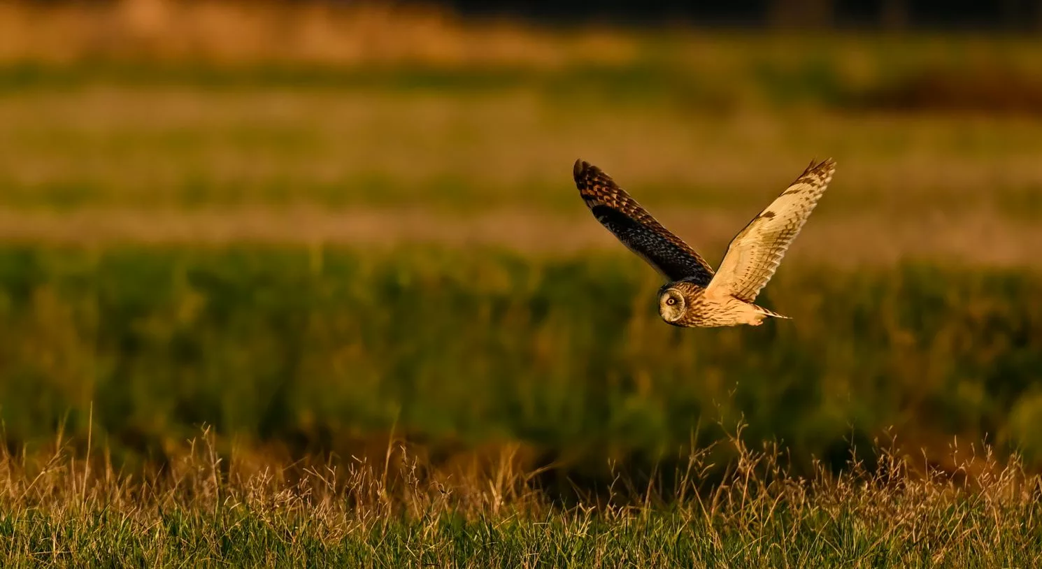 Quels oiseaux peut-on voir pendant le stage de photo animalière