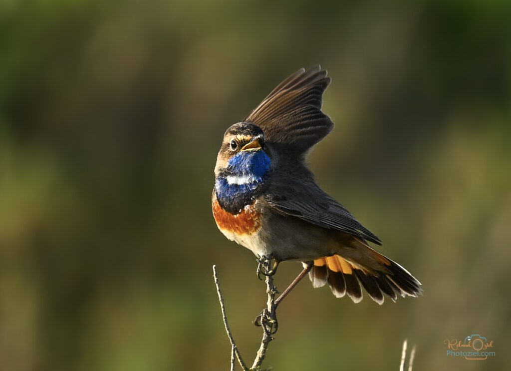 La Gorgebleue à miroir objet du stage proposé par Roland OZIEL photographe animalier en vendée