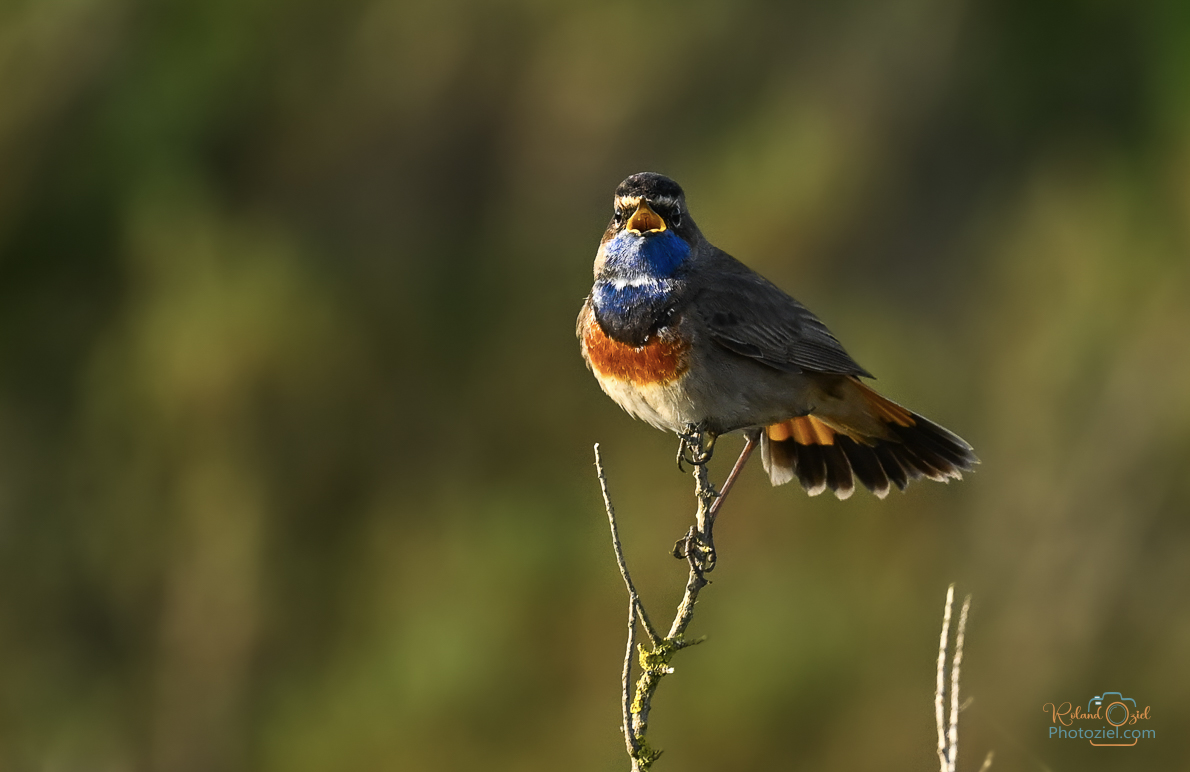 Photographe animalier en Vendée