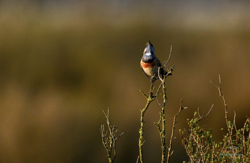 Photographe animalier proposant des stages autour de la Gorgebleue à miroir.