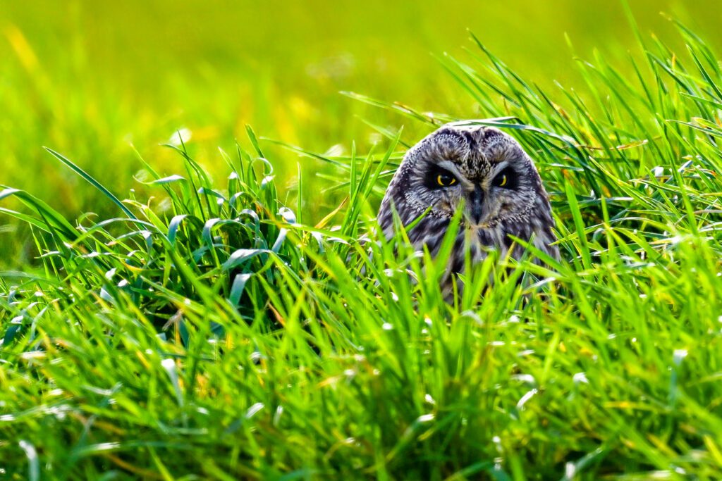 Observation du hibou des marais en pleine nature pendant un stage photo animalière