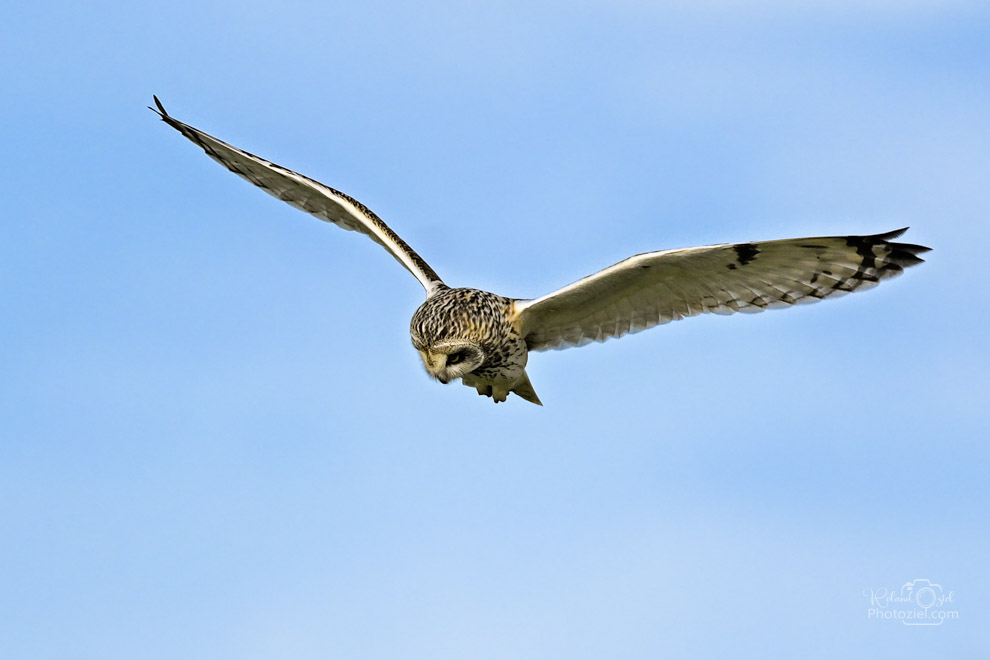 Stage photo animalière en Vendée avec le Hibou des marais