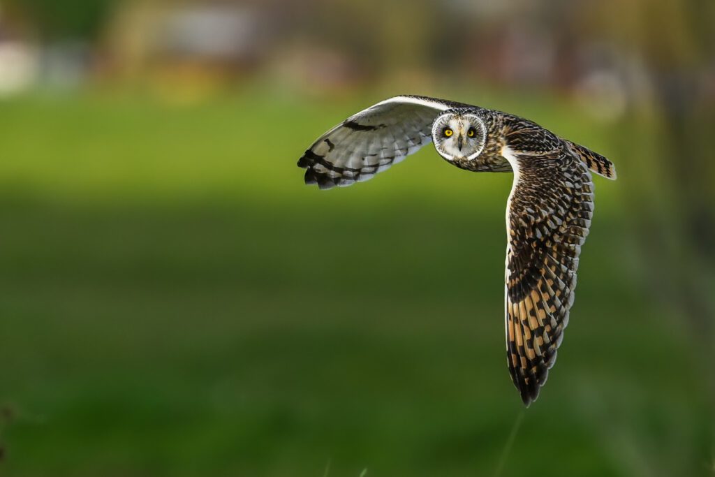 Pour photographier le Hibou des marais quelle est la meilleure période ?