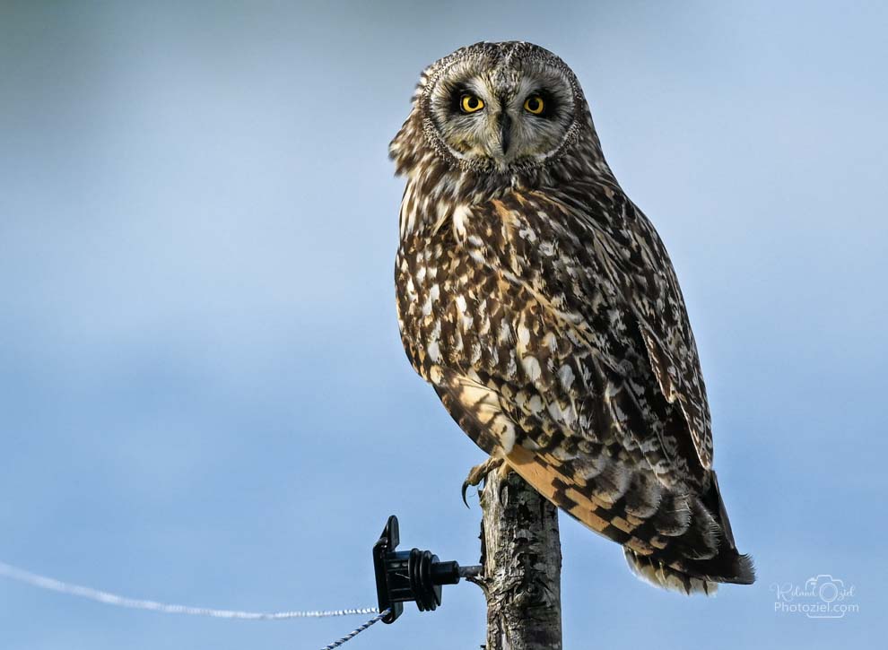 Photographie animalière le Hibou des marais en Vendée