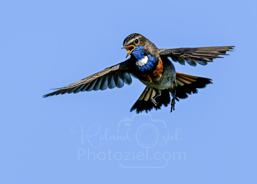 Photo d'une Groegebleue à miroir en vol pendant le stage de photo animalière en Loire Atlantique