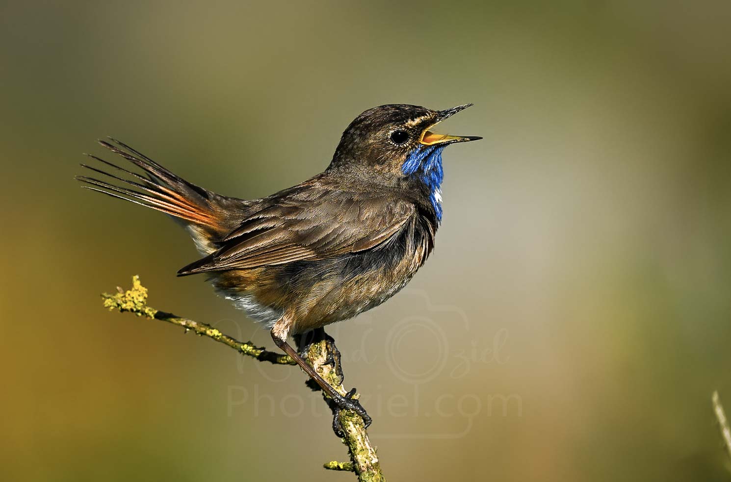 Observer les oiseaux en Vendée par exemple la Gorgebleue à miroir