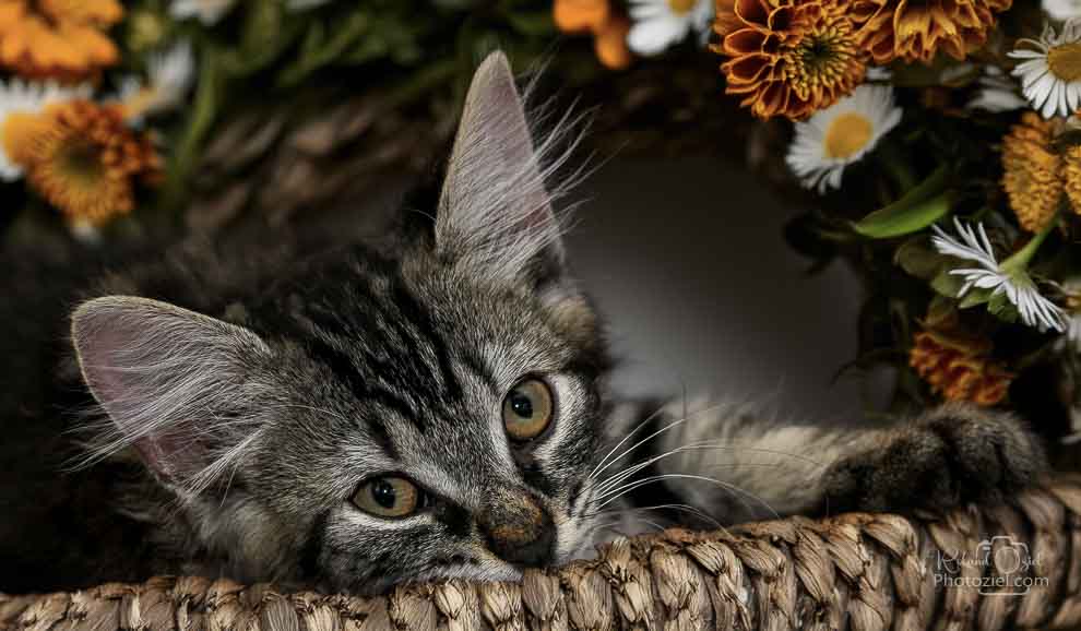Photographe pour chats et chiens