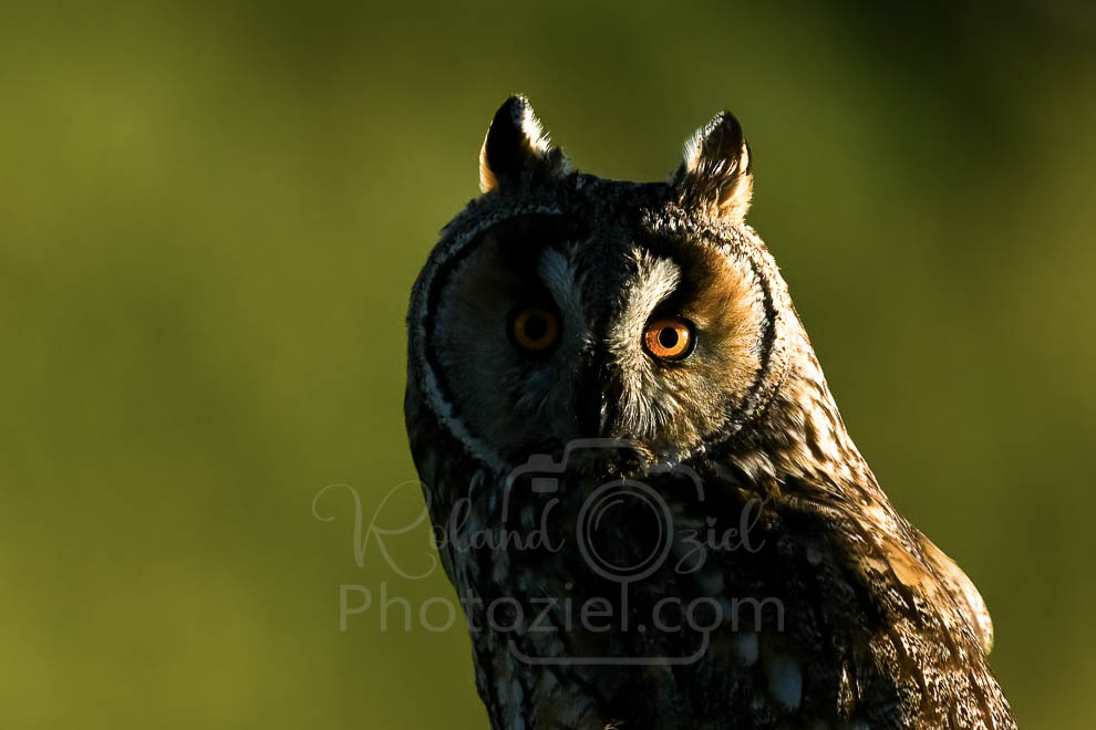 Photographier le Hibou moyen duc pendant un stage de photographie animalière en Loire Attlantique