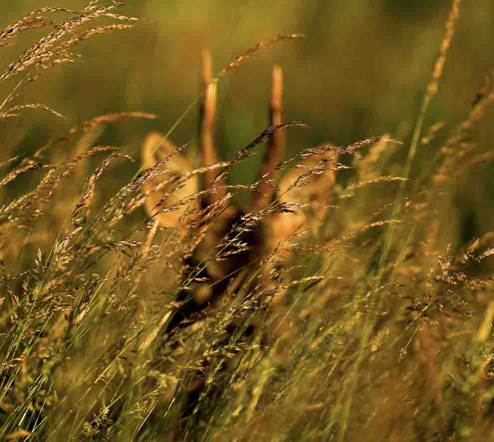 Stage photo animalière mammifère en Vendée
