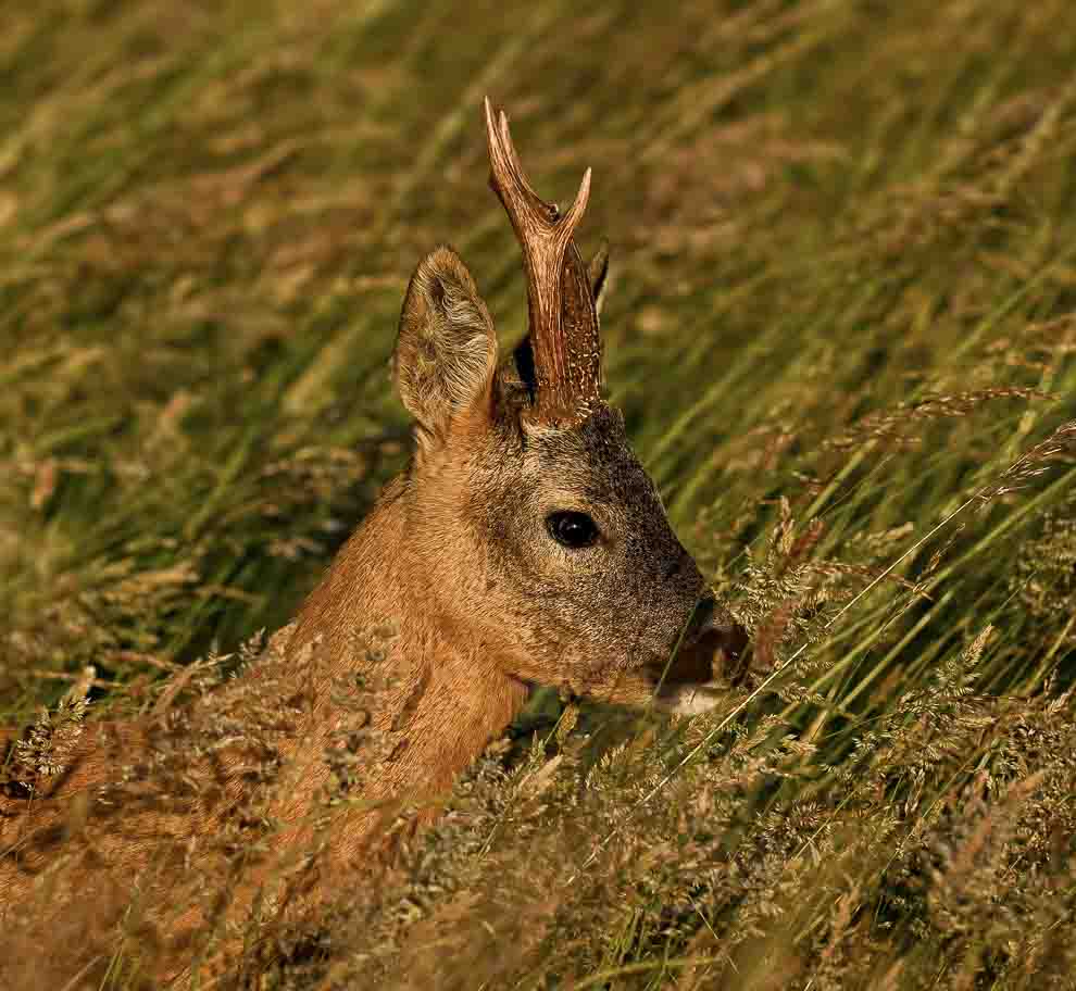 Jeune brocard en photo lors d'un stage photo animalière en Vendée