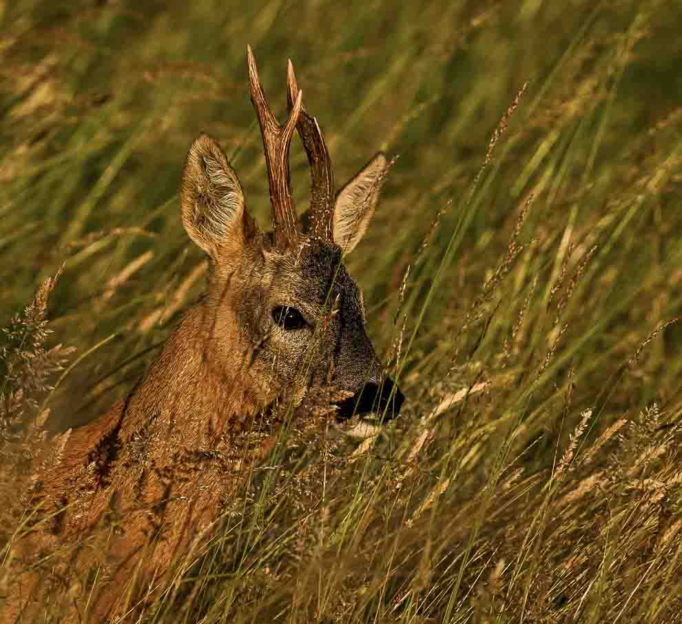 Apprendre la photo animalière en Vendée avec la photographie de mammifères