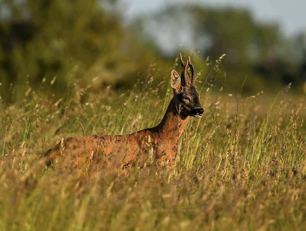 Photo d'un chevreuil en pleine Nature pendant un stage de photo animalière en Vendée