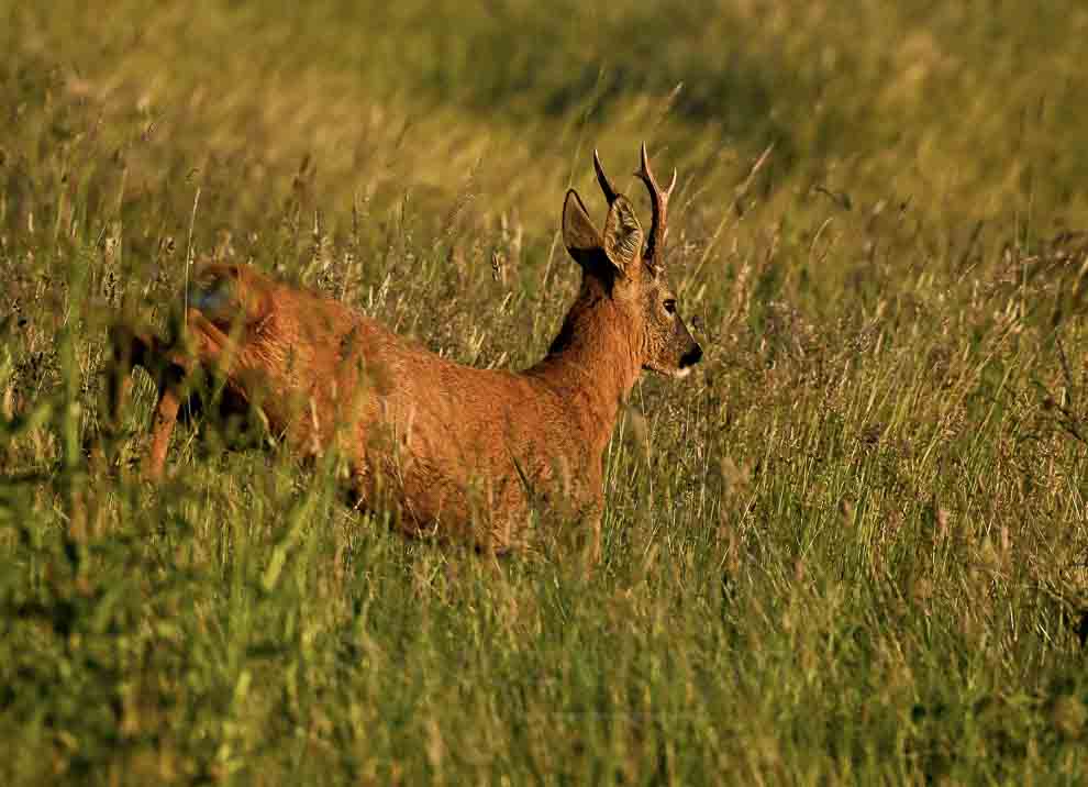 Comment photographier le chevreuil pendant sa course