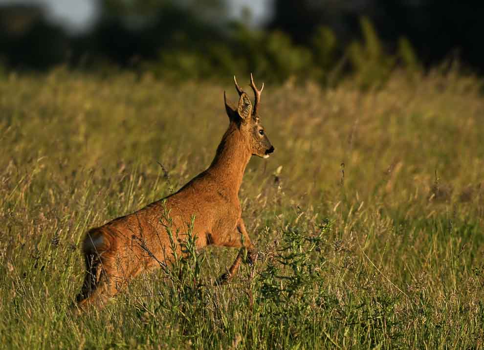Photo animalière du chevreuil en Vendée