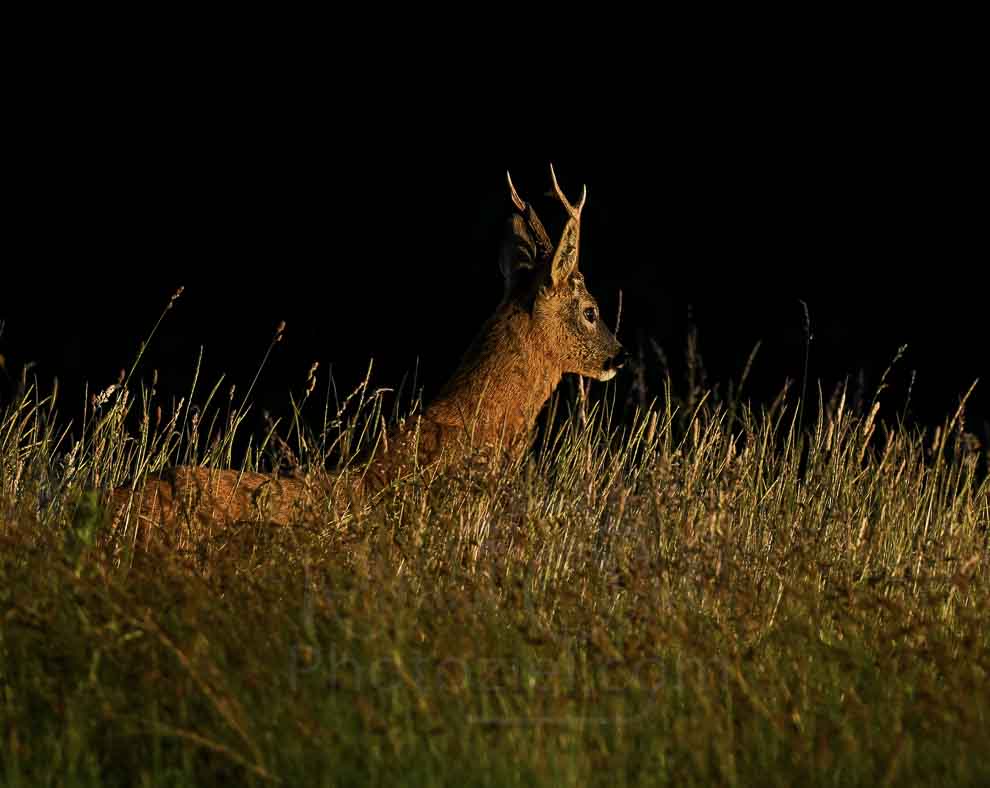 Apprendre la photographie animalière de mammifère comme le chevreuil