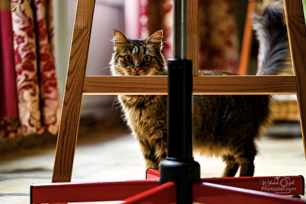 Photographe pour chats et animaux de compagnie