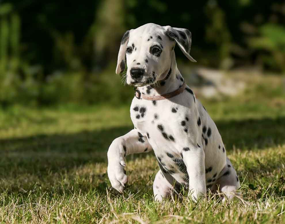 Photographe pour chien