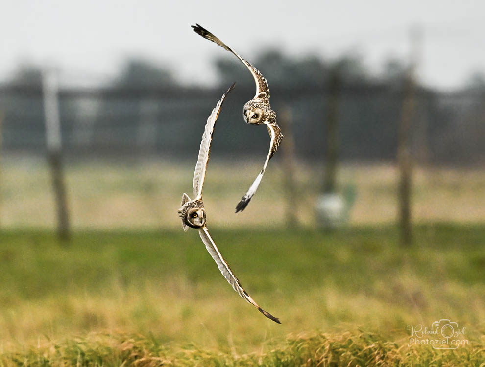 Photo de Hibou des marais en vol avec les conseils d'un photographe animalier